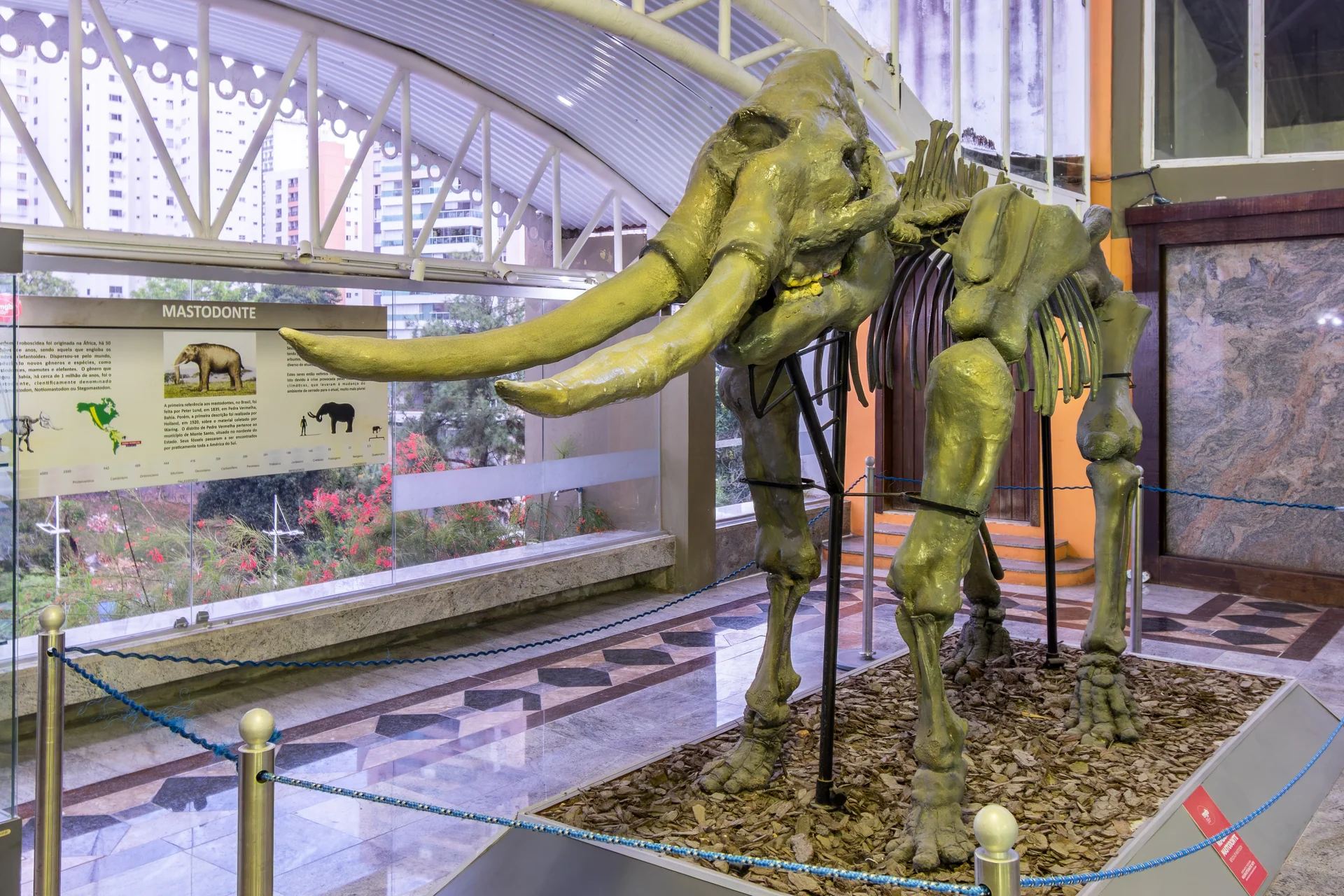 Esqueleto do mastodonte