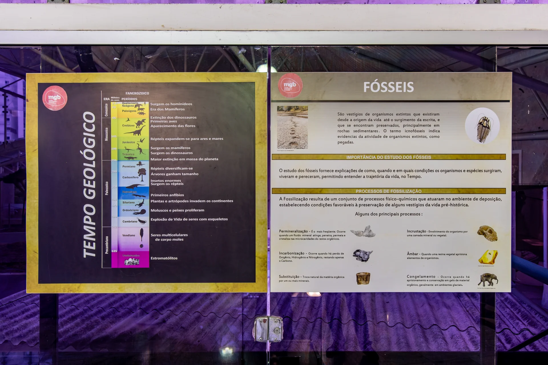 Tempo Geológico e Fossilização