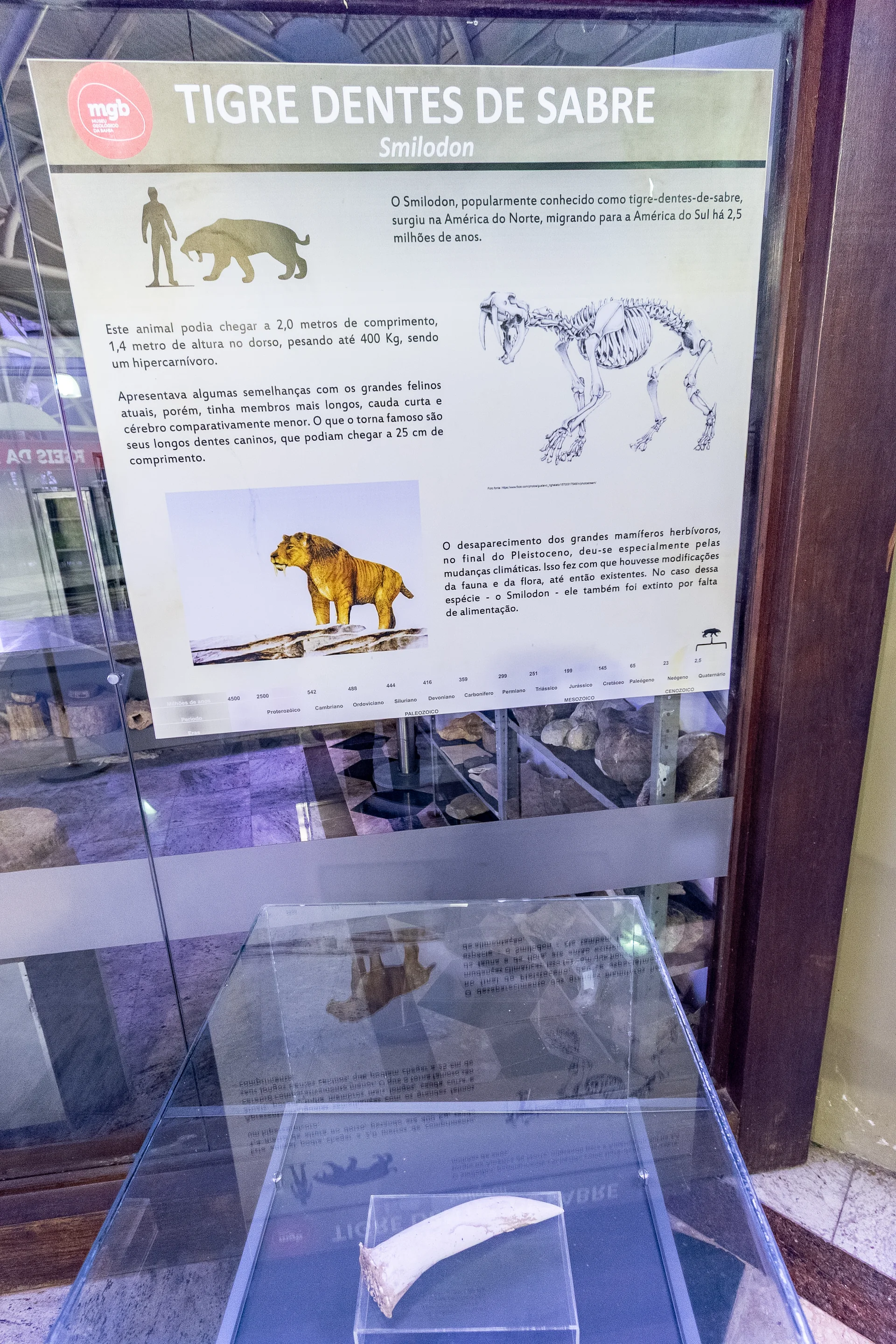Canino de Tigre-dentes-de-sabre (Smilodon)